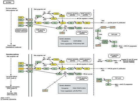 Pathway Analysis Of Aberrantly Expressed Transcripts In Gliomas A Key