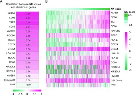 Correlation Analysis Of NK Scores And Immune Checkpoint Genes The