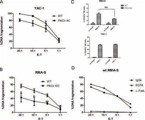 NK Cells From PKC Mice Activated In Vivo By Poly I C Are Defective