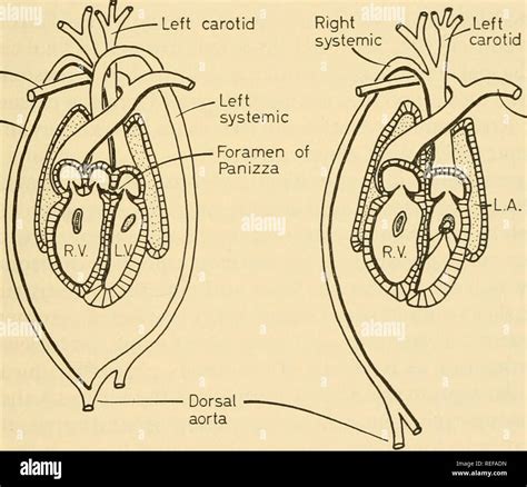 Alligator Heart Anatomy