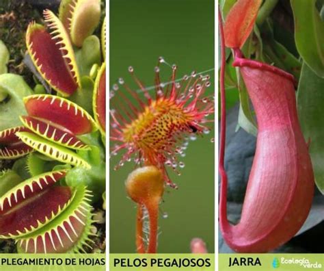 9 tipos de plantas carnívoras