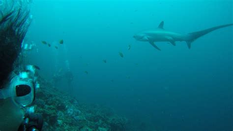 Diving With Sharks On Malapascua Island The Philippines Where Goes