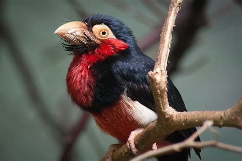 Bearded Barbet Birds Of The Wap Complex · Inaturalist