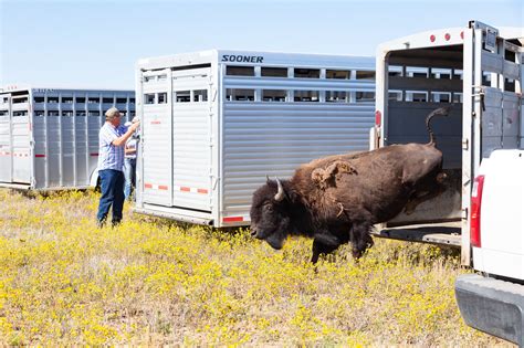 Protecting Bison — Greater Yellowstone Coalition