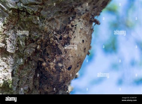 Oak Processionary Moth Hi Res Stock Photography And Images Alamy