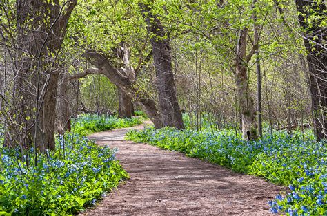 Virginia Bluebells On Potomac Heritage Trail Riverbend Park Photograph By Mark Vandyke