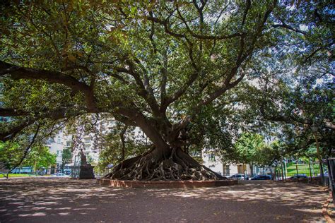 Cómo Se Preservan Los árboles Históricos Y Notables De Buenos Aires Que