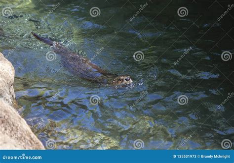 River Otter Swimming stock image. Image of adorable - 135531973