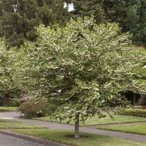 Styrax Japonica Japanese Snowbell Pb12 Greenleaf Nurseries