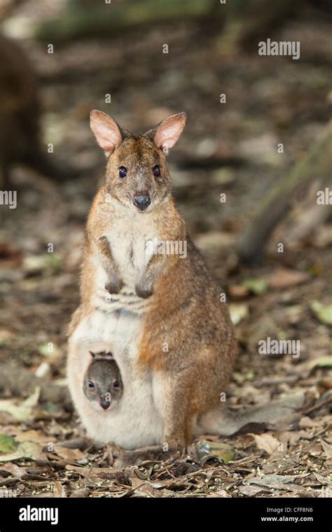 Parma Wallaby With Baby In Pouch Macropus Parma New South Wales