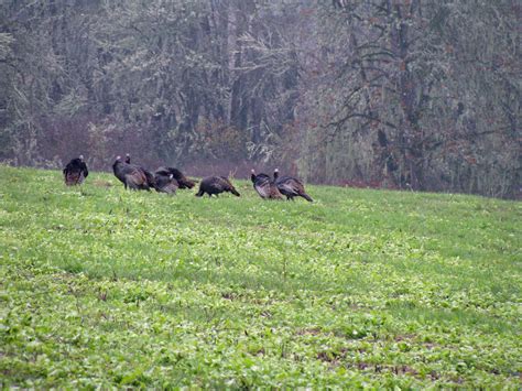 Free Images Nature Grass Bird Meadow Prairie Game Wildlife