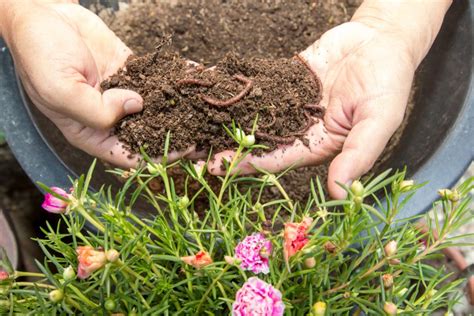 Red Wiggler Vs Earthworm Which Worm Is Best For Composting