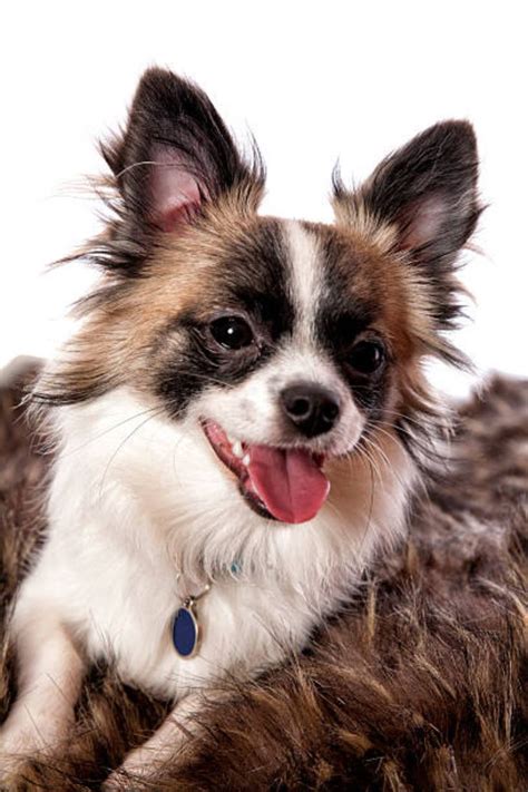 12 Facts About Long Haired Chihuahuas Artofit