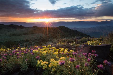 Flowers during sunrise, nevada HD wallpaper | Wallpaper Flare