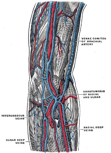 Brachial Artery Wikidoc