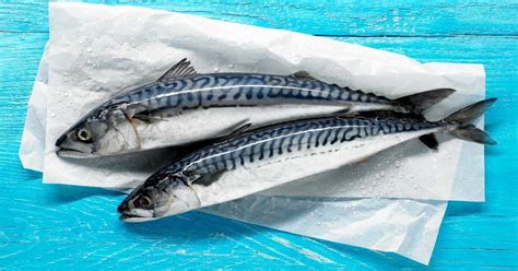 Mackerel Fish Live Characteristic Information - Horse Mackerel Fish ...