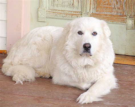 Fluffy White Dog Breeds - Dog Breeds