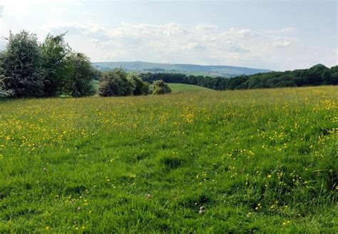 Buttercup Meadow Near Halford Wood Mat Fascione Cc By Sa 2 0