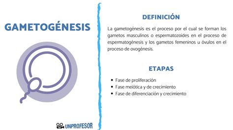 Qué es la GAMETOGÉNESIS y sus etapas resumen vídeos