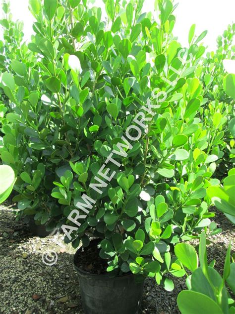 Clusia Nursery Broward Hedge Clusia Plants Hedges