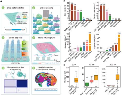 Cell Stereo Seq