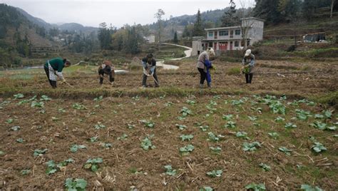 党的二十大精神在基层 织金县黑土镇：油菜种植忙金鸡村群众农户