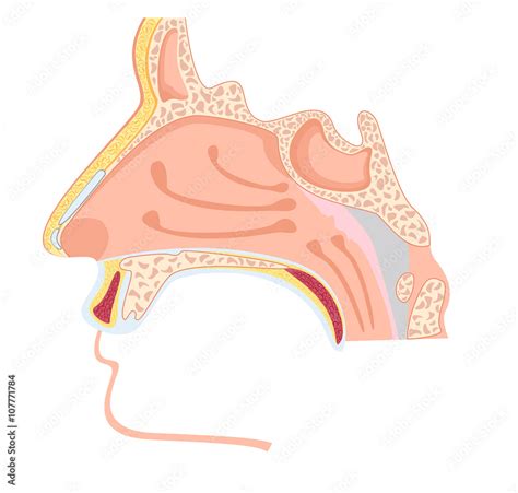 nasal cavity vector illustration  human nose anatomy stock vector