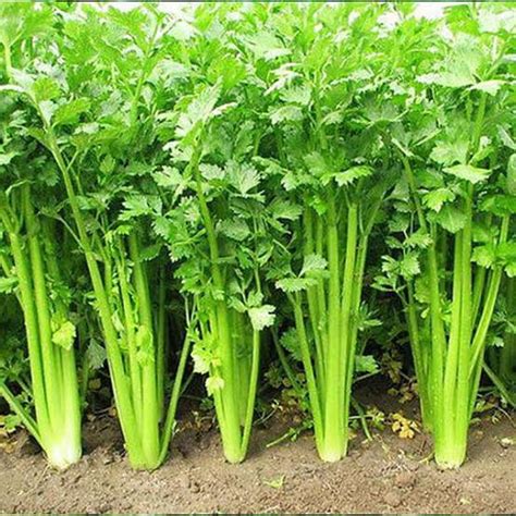 15 Companion Plants to Enhance Leek Growth - TheArches