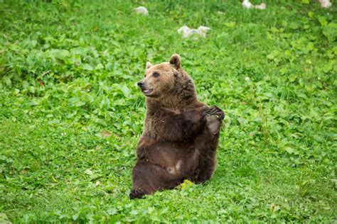 Bear Stretching Stock Photos Pictures And Royalty Free Images Istock