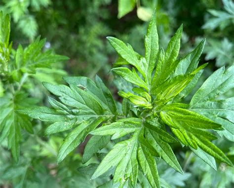 10 Advantages of Having a Mugwort