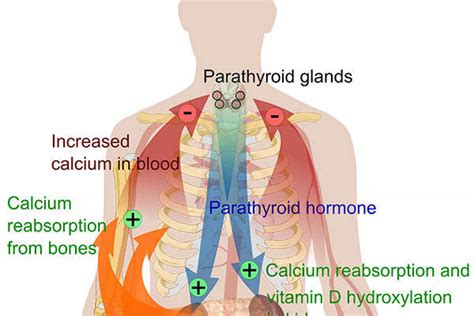 Natpara Parathyroid Hormone For The Treatment Of Hypoparathyroidism