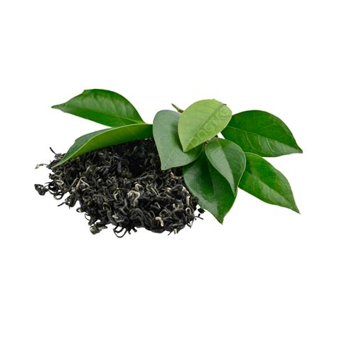 Green Tea Plant Tea Health, Green Tea, Plant, Tea PNG Transparent Image and Clipart for Free ...