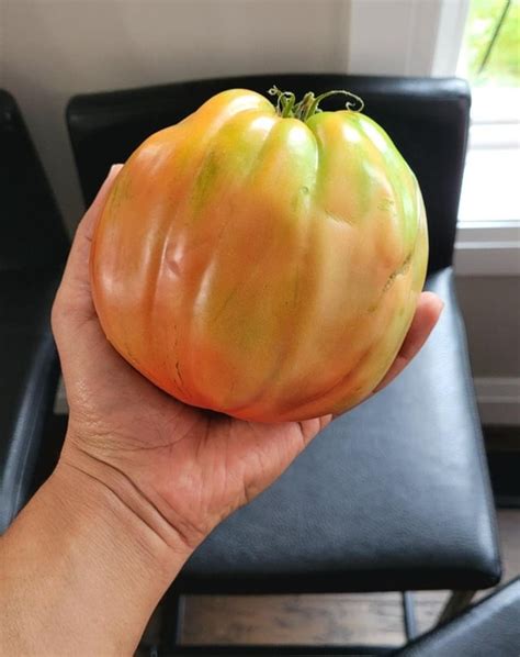 Yes Sex And Drugs Are Good But Growing A 14 Lb Tomato Is Gooder R