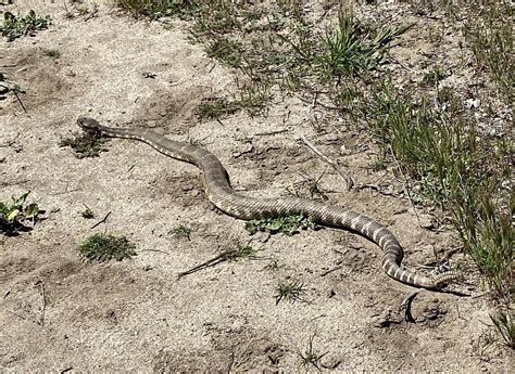 Rattlesnake In Central California Rwhatsthissnake