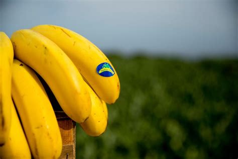 Pl Tanos De Canarias O Bananas Marca Canaria