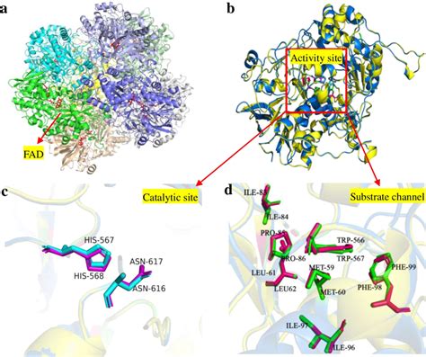 A The 3D Structure Of Octamer AOX With FAD Red B Alignment Between