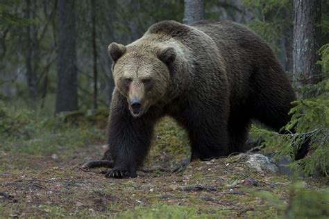 Brown Bear Ursus Arctos Niclas Ahlberg Nature Photography