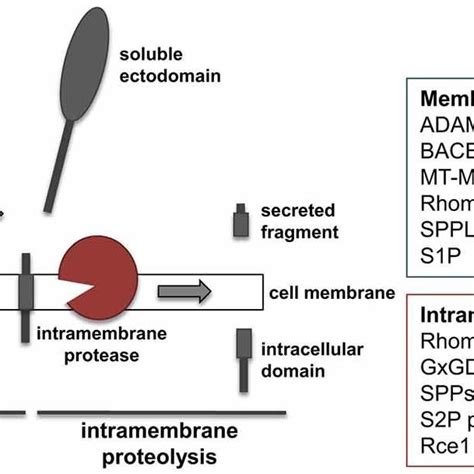 Shedding And Ripping Schematic Representation Of Ectodomain