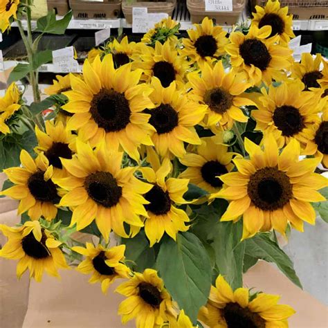 Helianthus | Explore Our Cultivation Guide For Sunflowers