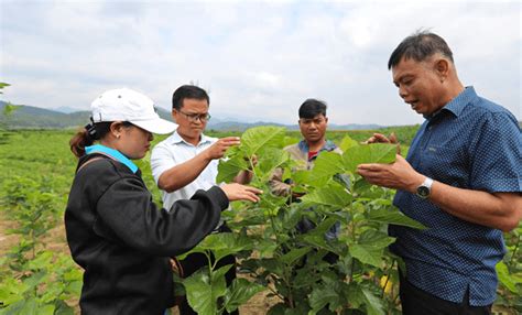 Nâng cao kỹ thuật trồng dâu nuôi tằm ở Đạ M rông