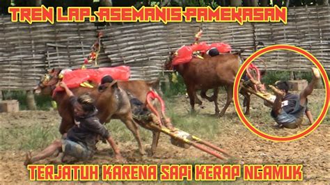 Tren Lap Asemanis Pamekasan Terjatuh Kerena Sapi Kerapan Ngamuk