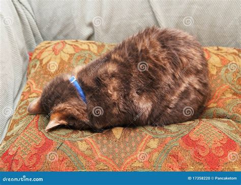 Cat face down on a pillow stock photo. Image of down - 17358220