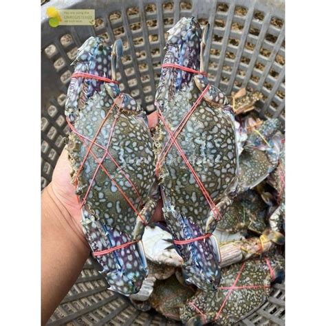 Jual Rajungan Segar Rajungan Hidup Kepiting Rajungan 1Kg Shopee Indonesia