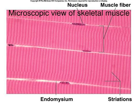 Microscopic Structure Of Skeletal Muscle