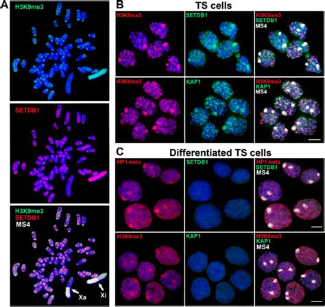 Enrichment Of The Inactive X Chromosome With The Setdb Histone