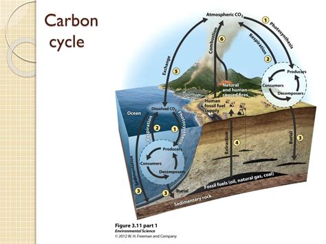 Ppt Matter Cycles In Ecosystems Powerpoint Presentation Free