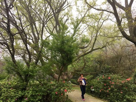 Cherry Blossoms | Yangmingshan National Park in Taiwan – Althea's Adventures