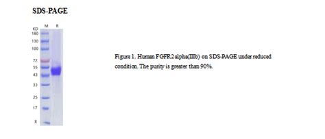 重组人FGFR2αIIIb蛋白 His标签 Human FGFR2 alpha IIIb Protein