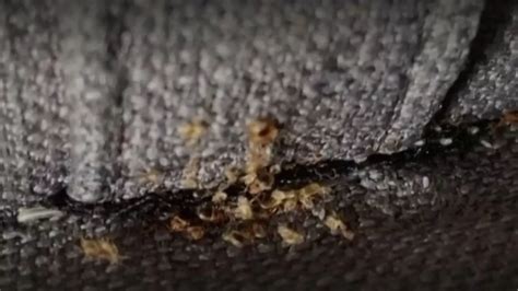 Bedbugs Spotted In Two Uk Cities Sparking Fears Infestation Has Spread