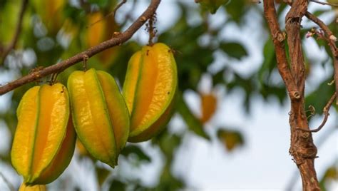 Melhores árvores frutíferas para plantar na calçada Revista Visão